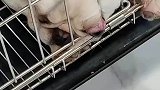这笼子配置高啊，还带监控的