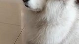 又没能安排上肉丸子洗澡，肉丸子还生气了