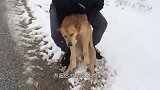 一只流浪狗在雪地里拦车，男子赶紧下车查看，结局太暖了