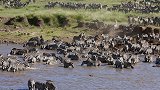 斑马迁徙过河，遭到鳄鱼袭击，大战一触即发！