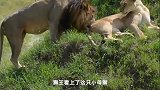 年迈的老狮王向小母狮表达爱意，没想到同意了