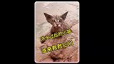 洪水过后，小猫被困在了淤泥里面不得动弹