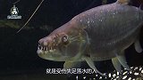 食人鱼咬力有多强？男子用铁丝测试，被它一口直接咬断！