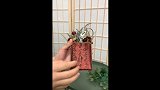 让普通棉签“颤抖”的碘伏棉签，你见过吗