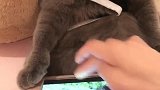 蓝猫在我家乡，除鼠患不是我的职业，我的身份是贵族