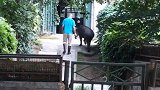北京动物园动物遭饲养员抽打  园方：将加强管理