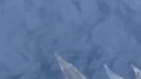 渔民偶遇海豚群护航