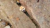 狗子：主人快救我，我狗头被卡住了！