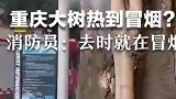 大树热到冒烟？消防员：去的时候就在冒烟