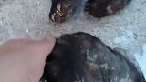 黑龙江一镇政府食堂现熊掌和猫头鹰残骸 工作人员：承包给别人了