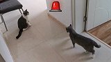 猫咪日常欢乐多，公猫还真是怂，一点都不敢反抗