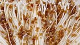 金针菇这样做，一大盘老公没吃够，隔壁老王抢着吃