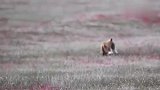 两只老鹰合力抓住一头狼,野狼毫无招架之力,场面太精彩