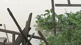 福建警方再征集“高压锅藏尸案”线索 死者身份未确认
