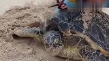 海龟被渔网缠住，搁浅在沙滩上等死，被救后举动太感人
