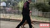 主人把金毛送到训犬中心，三天后走路姿势成了这样