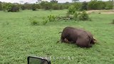 前有狮子后有鳄鱼，看野牛如何死里逃生？简直太励志了