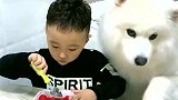 小主人吃东西萨摩耶直流口水，它这样跟小主人要吃的，太可爱了