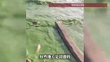 云南昆明滇池部分水域出现绿浪，水体有浓稠感，滇池管理局回应