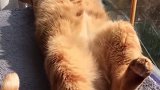 猫：天天睡觉晒太阳真舒服呀！