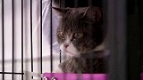“身价”共数千美元！泰警方突袭一贩毒团伙 扣押六只“洗钱”猫