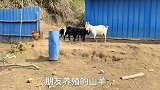 一只白色母山羊大战3只黑色公山羊，场面难得一见，结局出乎意料
