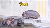 小河马怕水，不肯下水，看河马妈妈是怎么教育它的，太搞笑了