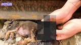 狗狗因为贪玩跑到铁轨上，结果被撞得差点没命，还好抢救过来了