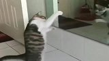 狸花猫：天啊！原来朕这么帅的么