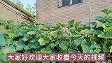 风湿腰腿疼紫茉莉是个宝，解决不少烦恼，备受老人青睐喜欢