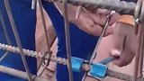 压弯钢筋小技巧，长见识了