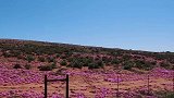 南非最诡秘的沙漠，一年有2月变成花海，还有着几千种植物