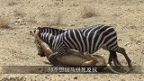 狮群围攻角马，前后夹击死死咬住，不料角马的举动让人目瞪口呆