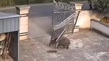 野猪也太猛了，这大铁门，一下就顶开了