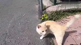 流浪猫吃猫粮引来一只鸟，鸟想吃又不敢动：我也想尝一尝