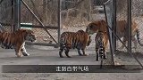 老虎的忠诚度高吗？主人将自己手指割破流血，伸到老虎嘴边！