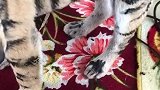男子将毛笔沾满墨水，随后在狗子身上涂鸦