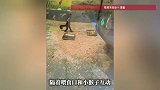 动物园一猴子能听懂人话了，反向投喂游客，“它给我拿了2块苹果”，网友：你最好是真吃