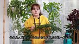 文竹长出大笋芽，为何又要把它剪掉？看完又学会一招！