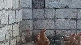 搞笑视频：这招在农村叫引鸡入洞！