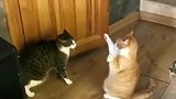 橘猫：看到没，我可是练过的，还不快退下！