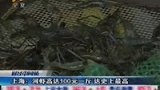 上海河虾价格创历史最高 每斤100元-8月9日