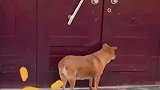 狗狗被锁外面，疯狂敲门想回家