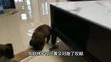 解救的流浪小奶狗大打出手，奶凶奶凶的都不认输，看一遍笑一遍