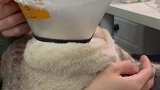 你们快看，这猫头上长了个莲蓬，还是会冒烟的那种
