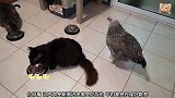把鸡带回家养，吃饭时，和家里的猫咪一起吃，鸡有点不习惯