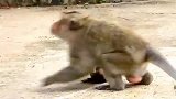 小猴子被打一顿，跑得飞快，有趣
