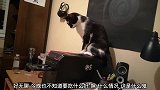 猫咪对电脑也这么感兴趣，主人弄的猫咪一愣一愣的，太逗了