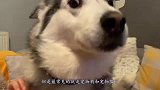 为什么国内禁止饲养“阿富汗犬”，看完你还敢养吗？