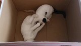 为了抢一只母猫，三只公猫开始打架，又好气又好笑